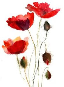 Red Poppy Flowers Red poppy flowers